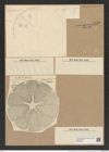 Actinoptychus heliopelta Grun. (de-Toni-Nr.: Genus 227, Species 5538) Zeichnungen Sammlung Grunow Nr. 9570 (NHMW-BOT-W0379378)